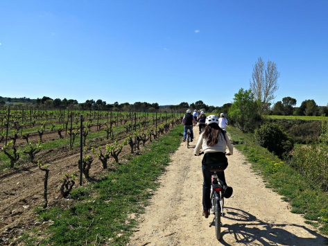 Winery Tour by Bike with tastings