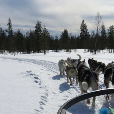 husky-dog-sledding.jpg image 1